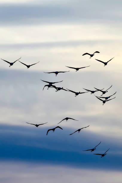 istock Flying birds. Abstract nature and birds. Sky background. 1180671649