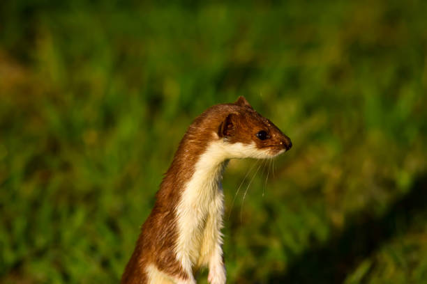 Least Weasel