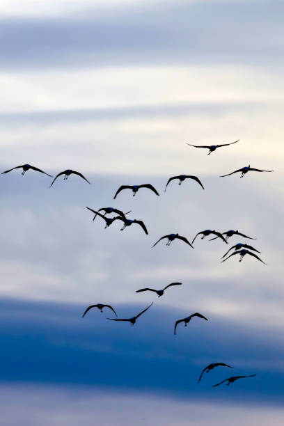 Flying birds. Abstract nature and birds. Sky background.