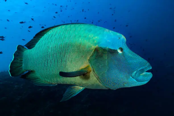 Adults of Humphead or Napoleon Wrasse Cheilinus undulatus develop thick lips and a prominent bulbous hump on the forehead and can grow up to more than 2.2 meters. The species inhabits steep outer reef slopes, channel slopes and lagoon reefs. Primary food are mollusks, fishes, sea urchins, crustaceans and other invertebrates. Napoleon Wrasse is one of the few predators of toxic animals such as sea hares, boxfishes and crown-of-thorns starfish. Napoleon Wrasse is is seriously endangered, being hunted to the brink of extinction to feed a growing demand among wealthy Chinese diners for luxury live fish. Not wise, so crown-of-thorns starfishes take over and destroy the reefs. :-( Palau, Micronesia, 7°8'9.15" N 134°13'14.969" E at 18m depth