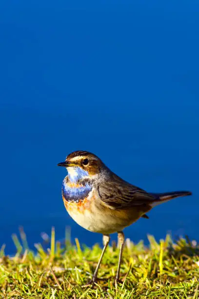 Bird: Bluethroat. Luscinia svecica.