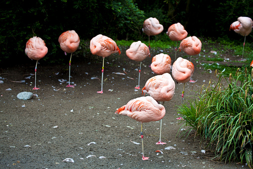 Flamingo at the Woodland Park Zoo in Seattle Washington