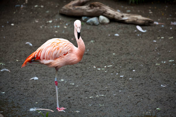 Flamingo Flamingo at the Woodland Park Zoo in Seattle Washington woodland park zoo stock pictures, royalty-free photos & images