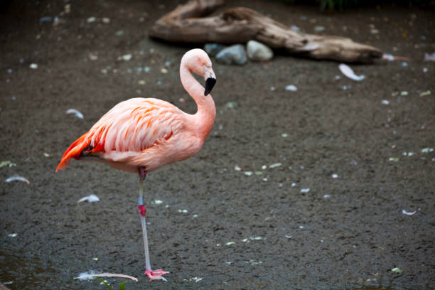 Flamingo Flamingo at the Woodland Park Zoo in Seattle Washington woodland park zoo stock pictures, royalty-free photos & images