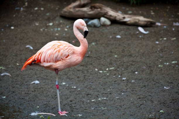 Flamingo Flamingo at the Woodland Park Zoo in Seattle Washington woodland park zoo stock pictures, royalty-free photos & images