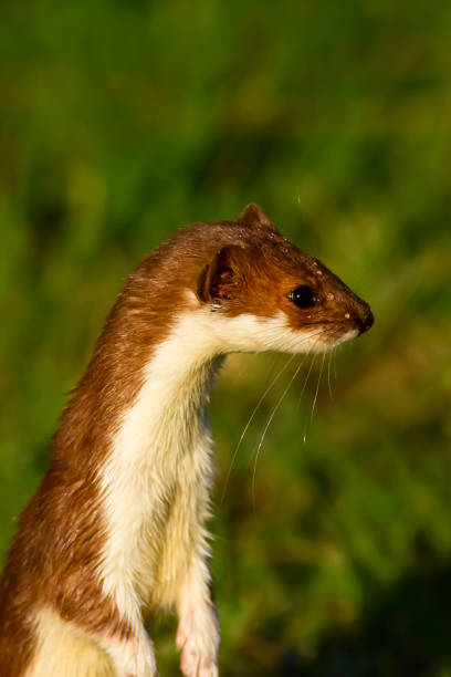 istock Wild animal Least Weasel. Green nature background. 1180676808