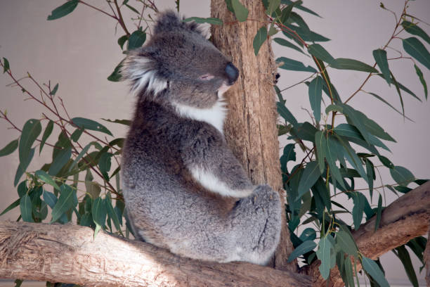 istock the joey koala is resting 1180677489