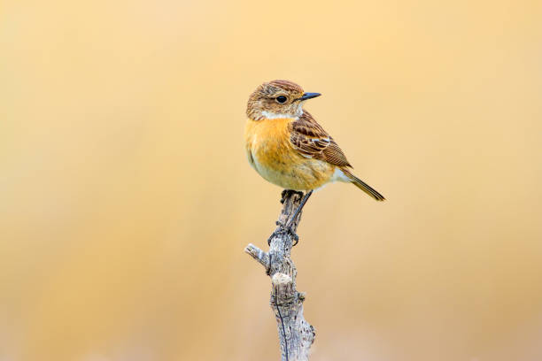 pássaro bonito. fundo amarelo da natureza. pássaro: whinchat. rubetra saxicola. - whinchat - fotografias e filmes do acervo