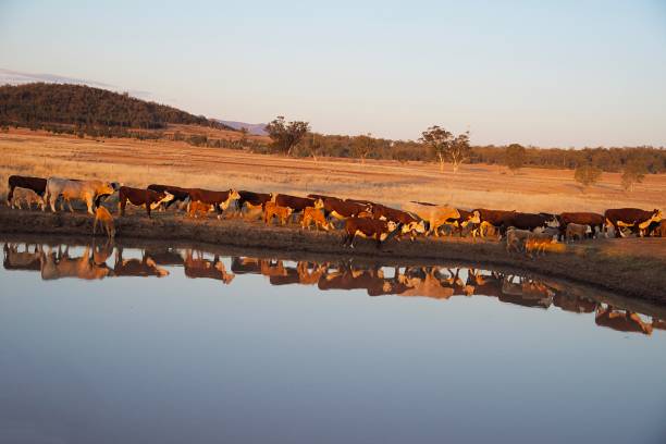 istock Grass fed beef cattle hereford heifers drinking at dam during drought. 1180679104