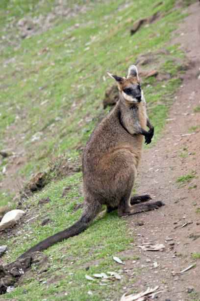 this is a male swamp wallaby