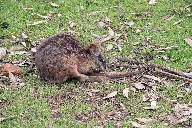 istock this is a side view of a tammar wallaby 1180679892