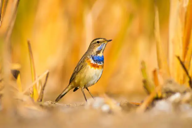 Bird: Bluethroat. Luscinia svecica.