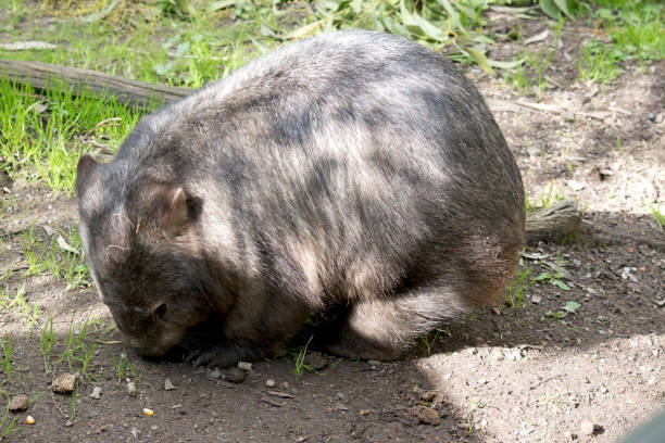 istock the wombat is walking around eating grass 1180680192