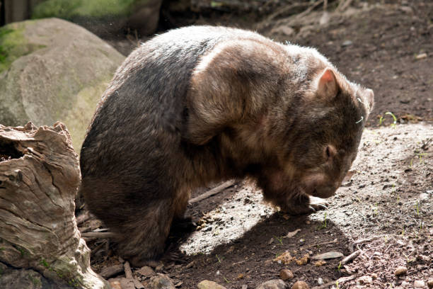 istock this is a side view of a wombat scratching 1180680539
