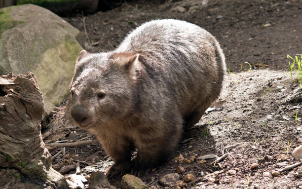 istock the wombat is walking around 1180681208