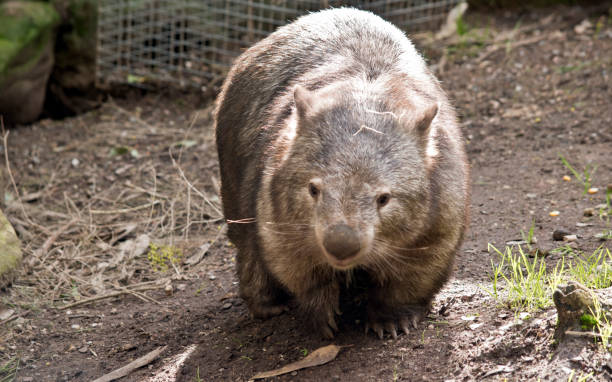 istock the wombat is walking around 1180681270