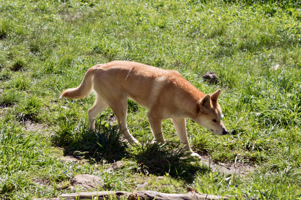 istock this is a side view of a golden dingo 1180681288