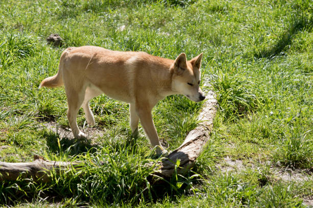 istock this is a side view of a golden dingo 1180681336