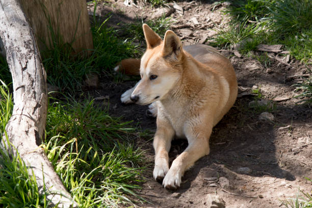 istock the golden dingo is resting 1180681635