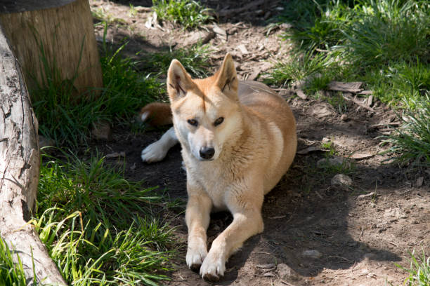 istock the golden dingo is resting 1180682414