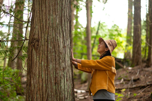 first nations woman blessing a cedar tree - india traditional culture indigenous culture women imagens e fotografias de stock