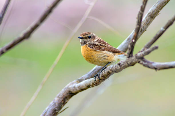 netter vogel. gelbe natur hintergrund. vogel: whinchat. saxicola rubetra. - whinchat stock-fotos und bilder