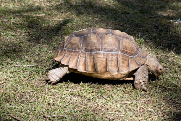 istock this is a side view of an aldabra giant tortoise 1180684480
