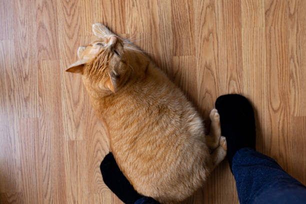 istock First person view of a ginger cat on the floor 1180684495