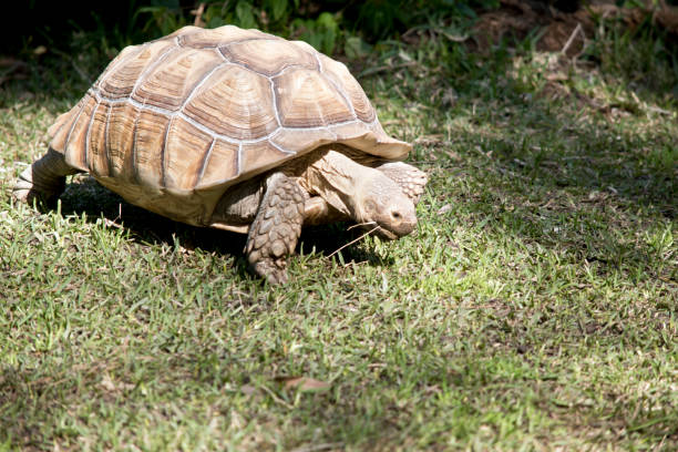istock this is a three quarter view of a  aldabra giant tortoise 1180684505