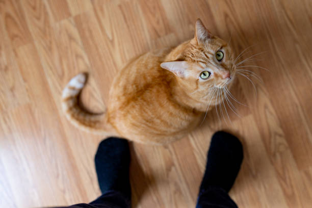 istock First person view of a ginger cat on the floor 1180684558