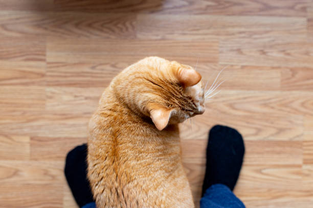 istock First person view of a ginger cat on the floor 1180684572