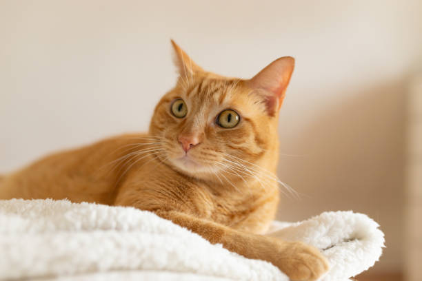 istock Orange cat on the bed on a autumn color blanket 1180684635
