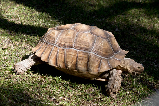 istock this is a side view of an aldabra giant tortoise 1180685739