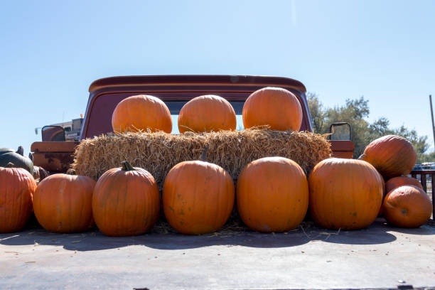 istock Pumpkins for Sale at a Pumpkin Patch Farm 1180685882