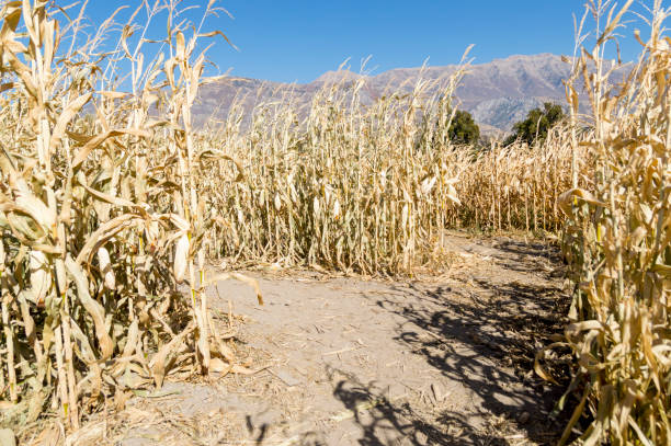 This corn maze is found on a Utah farm which also has a pumpkin patch and other autumn themed activities.   This photo was taken in the late afternoon of an October day.  The path inside the maze is well trampled.