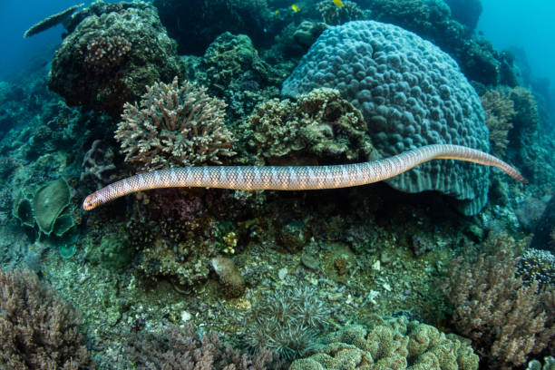 krait marino venenoso en la isla de las serpientes en indonesia - coral snake fotografías e imágenes de stock