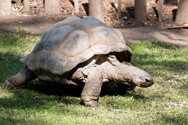 istock this is a three quarter view of a  aldabra giant tortoise 1180685952