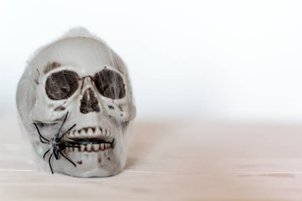 istock Skull with cobwebs and spider. With copy space Halloween concept 1180686108