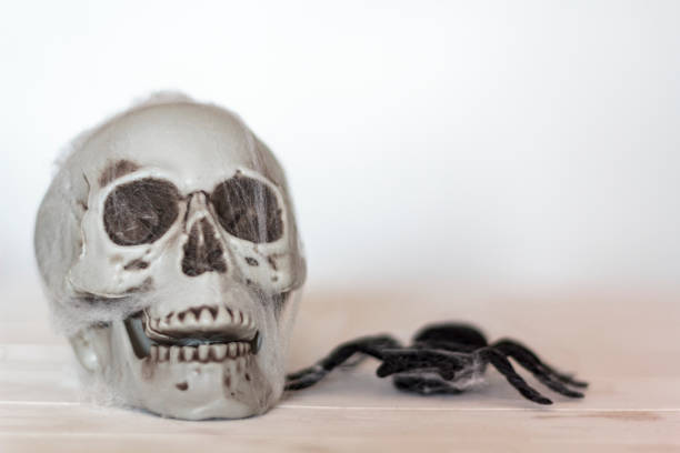 istock Skull with cobwebs and spider. Halloween theme 1180686116