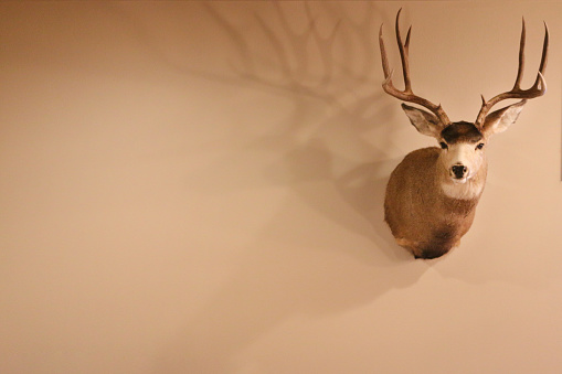 Mounted White Tail Deer Head hanging on beige wall