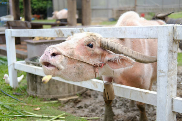 water buffalo standing in farm in Thailand