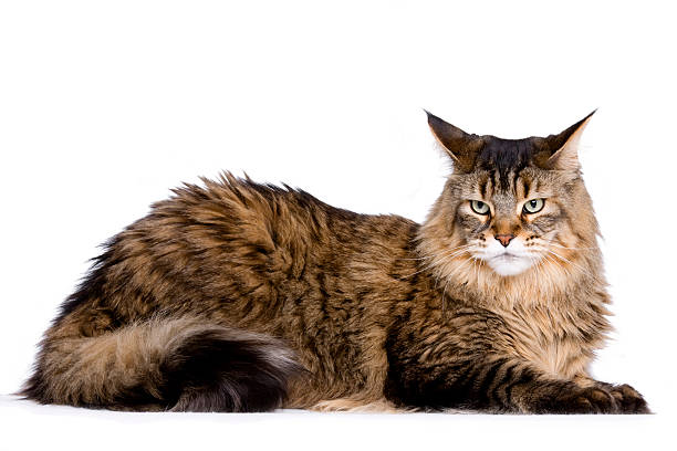 istock Beautiful long haired brown and white cat,.& 118068807