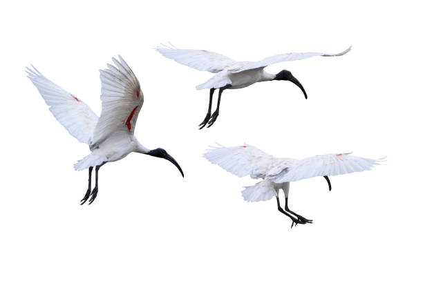 Set of white bird flying isolated on white background Black-headed ibis