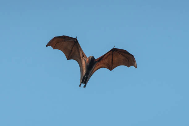 istock Bat flying in the daytime 1180689415