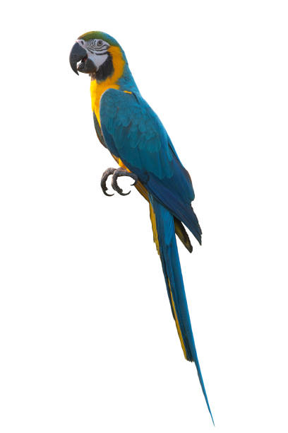 istock Blue and gold macaw isolated on white background 1180689430