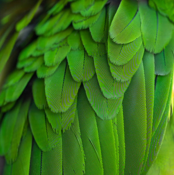 nahaufnahme grüne federn von ara papagei - bird hunter stock-fotos und bilder