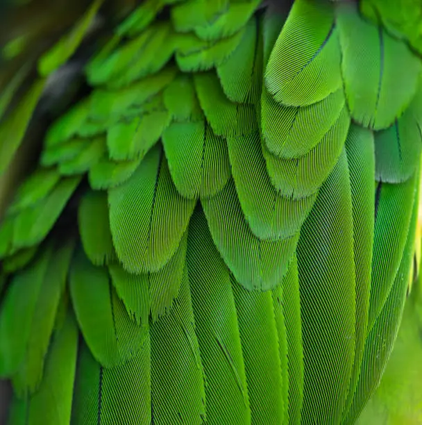 Photo of Closeup green feathers of macaw parrot