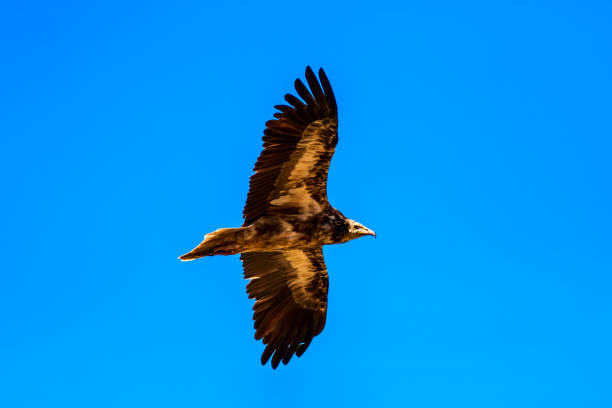istock Flying vulture. Blue sky background. Bird: Egyptian Vulture. 1180690762