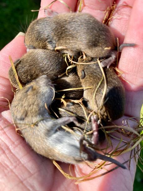 istock Hand holding mice warming on a frigid fall day 1180691754