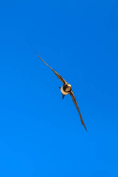 Many sparrows perched on the wires, a picture of harmonious coexistence of animals and industrial society